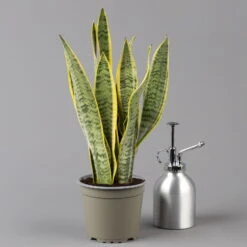 Bogenhanf In Übertopf Vibes Weiß, Topf-Ø 12 Cm, Höhe Ca. 45 Cm -Die grüne Ecke 0250200811 0250200812 0250200813 0250200815 Sansevieria trif 1 124882