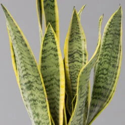 Bogenhanf In Übertopf Vibes Weiß, Topf-Ø 12 Cm, Höhe Ca. 45 Cm -Die grüne Ecke 0250200811 0250200812 0250200813 0250200815 Sansevieria trif 124883