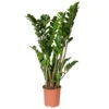 Glücksfeder, Topf-Ø 21 Cm, Höhe Ca. 70-90 Cm -Die grüne Ecke 0250300041 Zamioculcas 5 6 Triebe 2