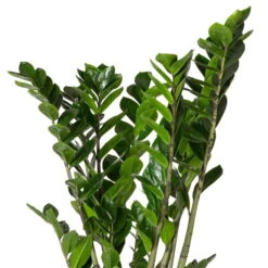 Glücksfeder, Topf-Ø 21 Cm, Höhe Ca. 70-90 Cm -Die grüne Ecke 0250300041 Zamioculcas 5 6 Triebe 2 1 119297