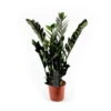 Glücksfeder 'Super Nova', Topf-Ø 21 Cm, Höhe Ca. 85 Cm -Die grüne Ecke 0250300083 Zamioculcas Zamiifolia Super Nova 21cm