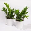 Glücksfeder In Keramiktopf Dallas Weiß, Topf-Ø 12 Cm, 2er-Set -Die grüne Ecke 0250300101 Zamioculcas 2er Set Dallas weiss