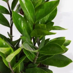 Glücksfeder In Keramiktopf Dallas Weiß, Topf-Ø 12 Cm, 2er-Set -Die grüne Ecke 0250300101 Zamioculcas 2er Set Dallas weiss 2