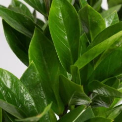 Glücksfeder In Keramiktopf Dallas Weiß, Topf-Ø 12 Cm, 2er-Set -Die grüne Ecke 0250300101 Zamioculcas 2er Set Dallas weiss 3