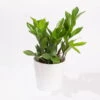 Glücksfeder Inkl. Übertopf 'Dallas' Weiß, Topf 12 Cm Ø -Die grüne Ecke 0250300105 Zamioculcas zamiifolia mit Keramiktopf Dallas 1er Set 1