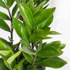 Glücksfeder Inkl. Übertopf 'Dallas' Weiß, Topf 12 Cm Ø -Die grüne Ecke 0250300105 Zamioculcas zamiifolia mit Keramiktopf Dallas 1er Set 2