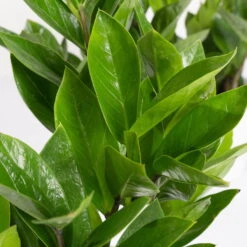 Glücksfeder Inkl. Übertopf 'Dallas' Weiß, Topf 12 Cm Ø -Die grüne Ecke 0250300105 Zamioculcas zamiifolia mit Keramiktopf Dallas 1er Set 3