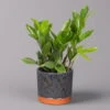 Glücksfeder In Keramiktopf Lauren Blau, Topf-Ø 12 Cm, Höhe Ca. 40 Cm -Die grüne Ecke 0250300117 Zamioculcas za mit Uebertopf Lauren blau 1