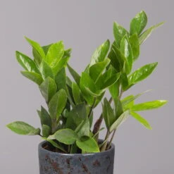Glücksfeder In Keramiktopf Lauren Blau, Topf-Ø 12 Cm, Höhe Ca. 40 Cm -Die grüne Ecke 0250300117 Zamioculcas za mit Uebertopf Lauren blau 2