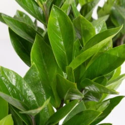 Glücksfeder In Keramiktopf Lauren Blau, Topf-Ø 12 Cm, Höhe Ca. 40 Cm -Die grüne Ecke 0250300117 Zamioculcas za mit Uebertopf Lauren blau 4