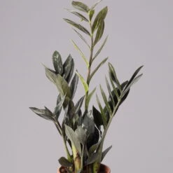Glücksfeder 'Raven', Schwarz, Topf-Ø 14 Cm, Höhe Ca. 45 Cm -Die grüne Ecke 0250300121 Zamioculcas Raven T14 11 117759