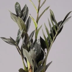 Glücksfeder 'Raven', Schwarz, Topf-Ø 14 Cm, Höhe Ca. 45 Cm -Die grüne Ecke 0250300121 Zamioculcas Raven T14 12 117760