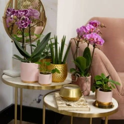 Phalaenopsis, Gesprenkelte Sorten, 2 Rispen, Topf-Ø 9 Cm, Höhe Ca. 30 Cm -Die grüne Ecke 0290100045 0290100046