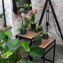 Phalaenopsis, Gesprenkelte Sorten, 2 Rispen, Topf-Ø 9 Cm, Höhe Ca. 30 Cm -Die grüne Ecke 0290100046 0250200535