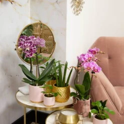 Phalaenopsis, Gesprenkelte Sorten, 2 Rispen, Topf-Ø 9 Cm, Höhe Ca. 30 Cm -Die grüne Ecke 0290100046 0290100045