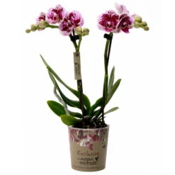 Phalaenopsis, Gesprenkelte Sorten, 2 Rispen, Topf-Ø 9 Cm, Höhe Ca. 30 Cm -Die grüne Ecke 0290100046 Phalaenopsis 2Rispen gesprenkelt 9cm Topf Hoehe 30cm
