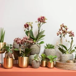 Phalaenopsis, Gesprenkelte Sorten, 3 Rispen, Topf-Ø 9 Cm, Höhe Ca. 30 Cm -Die grüne Ecke 0290100047