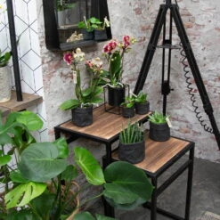 Phalaenopsis, Gesprenkelte Sorten, 3 Rispen, Topf-Ø 9 Cm, Höhe Ca. 30 Cm -Die grüne Ecke 0290100047 Phalaenopsis 3R gesprenkelt 9 cm T H 30 cm