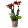 Phalaenopsis, Gesprenkelte Sorten, 3 Rispen, Topf-Ø 9 Cm, Höhe Ca. 30 Cm -Die grüne Ecke 0290100047 Phalaenopsis 3Rispen gesprenkelt 9cm Topf Hoehe 30cm