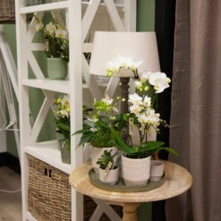 Phalaenopsis, Weißtöne, 2 Rispen, Topf-Ø 9 Cm, Höhe Ca. 30 Cm -Die grüne Ecke 0290100048 0290100049 1