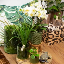 Phalaenopsis, Weißtöne, 2 Rispen, Topf-Ø 9 Cm, Höhe Ca. 30 Cm -Die grüne Ecke 0290100048 2