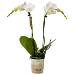 Phalaenopsis, Weißtöne, 2 Rispen, Topf-Ø 9 Cm, Höhe Ca. 30 Cm -Die grüne Ecke 0290100048 Phalaenopsis 2Rispen weiss 9cm Topf Hoehe 30cm