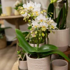 Phalaenopsis, Weißtöne, 3 Rispen, Topf-Ø 9 Cm, Höhe Ca. 30 Cm -Die grüne Ecke 0290100049 5