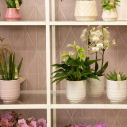 Phalaenopsis, Weißtöne, 3 Rispen, Topf-Ø 9 Cm, Höhe Ca. 30 Cm -Die grüne Ecke 0290100049 6