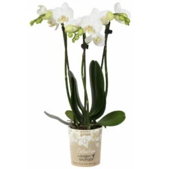 Phalaenopsis, Weißtöne, 3 Rispen, Topf-Ø 9 Cm, Höhe Ca. 30 Cm -Die grüne Ecke 0290100049 Phalaenopsis 3Rispen weiss 9cm Topf Hoehe 30cm