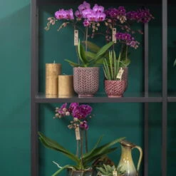 Phalaenopsis, Lilatöne, 3 Rispen, Topf-Ø 9cm, Mit Keramikübertopf, Höhe Ca. 30cm -Die grüne Ecke 0290100053 0290100045