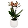 Phalaenopsis, Orangetöne, 2 Rispen, Topf-Ø 9 Cm, Mit Keramikübertopf Weiß -Die grüne Ecke 0290100054 Phalaenopsis 2R orange 9cm T H30cm inkl uebertopf
