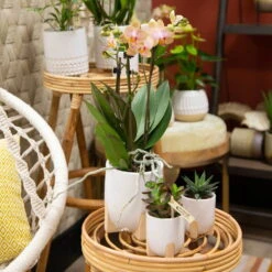 Phalaenopsis, Orangetöne, 3 Rispen, Topf-Ø 9 Cm, In Keramikübertopf -Die grüne Ecke 0290100055