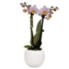Phalaenopsis, Rosatöne, 2 Rispen, Topf-Ø 9cm, Mit Keramikübertopf, Höhe Ca. 30cm -Die grüne Ecke 0290100056 Phalaenopsis 2R rosa 9cmT H30cm inkl uebertopf