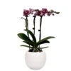 Phalaenopsis, Gesprenkelte Sorte, 3 Rispen, Topf-Ø 9 Cm, Mit Keramikübertopf -Die grüne Ecke 0290100059 Phalaenopsis 3R gesprenkelt 9cm T H30cm inkl uebertopf