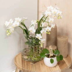 Phalaenopsis, Weißtöne, 2 Rispen, Topf-Ø 9cm, Mit Keramikübertopf, Höhe Ca. 30cm -Die grüne Ecke 0290100060 3