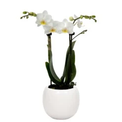 Phalaenopsis, Weißtöne, 2 Rispen, Topf-Ø 9cm, Mit Keramikübertopf, Höhe Ca. 30cm -Die grüne Ecke 0290100060 Phalaenopsis 2R weiss 9cm T H 30cm inkl uebertopf