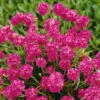 Grasnelke Rot, Topf-Ø 12 Cm, 3er-Set -Die grüne Ecke 0310100065 Armeria maritima rot Koelle 9 cm Topf rot 75494
