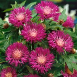 Flockenblume, 3er-Set, Centaurea Dealbata, Rosa, Topf 11 Cm