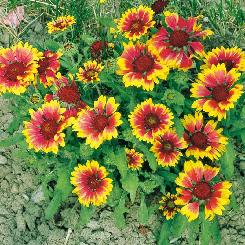 Schmetterlingsstauden Set, 19 Pflanzen Für 3 M², Bunt – Bild 6