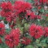 Bio Indianernessel Rot, Topf-Ø 11 Cm, 3er-Set -Die grüne Ecke 0310100361 Monarda didyma rot neu 44390