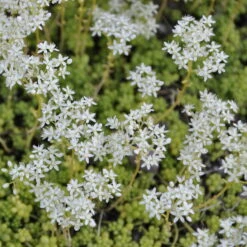 Schmetterlingsstauden Set, 19 Pflanzen Für 3 M², Bunt -Die grüne Ecke 0310100459 Sedum album Coral Carpet 67239
