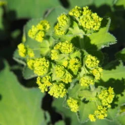 Frauenmantel Grün-gelb, Topf-Ø 11 Cm, 3er-Set -Die grüne Ecke 0310100893 Alchemilla mollis Koelle 9cm Topf1 67663