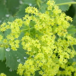 Frauenmantel Grün-gelb, Topf-Ø 11 Cm, 3er-Set -Die grüne Ecke 0310100893 Alchemilla mollis Koelle 9cm Topf 67664