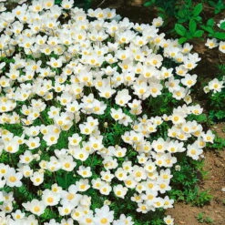 Anemone Sylvestris Weiß, Topf-Ø 9 Cm, 3er-Set -Die grüne Ecke 0310101473 Anemone sylvestris Koelle 9 cm Topf weiss 44393