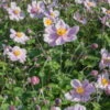 Herbst-Anemone Rosa, Topf-Ø 9 Cm, 3er-Set -Die grüne Ecke 0310101914 Anemone japonica 6948
