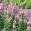 Bio Gelenkblume Rosa, Topf-Ø 11 Cm, 3er-Set -Die grüne Ecke 0310101984 Physostegia virginiana K lle 11 cm Topf rosa 60046 9143 1 16249