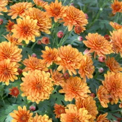 Bio Winteraster Bronce, Topf-Ø 11 Cm, 3er-Set