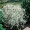 Bio Schleierkraut 'Summer Sparkles' Weiß, Topf-Ø 11cm, 3er-Set -Die grüne Ecke 0310102960 Gypsophila pan 6949