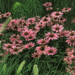 Insektenfreundliches Stauden Set, 18 Pflanzen Für 3 M², Bunt -Die grüne Ecke 0310103860 Echinacea purpurea rot Koelles Beste 9 11er Topf 4899