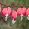 Bio Tränendes Herz 'Valentine' Rot, Topf-Ø 11 Cm, 3er-Set -Die grüne Ecke 0310105664 Dicentra spectabilis Valentine Koelle 11cm Topf rot 01 45604 1